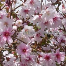 Сакура (вишня японская декоративная) в горшках для посадки купить в Москве и Подмосковье на itebe.ru [2]