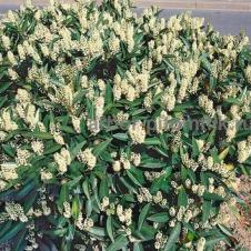 Сакура (вишня японская декоративная) в горшках для посадки купить в Москве и Подмосковье на itebe.ru [3]