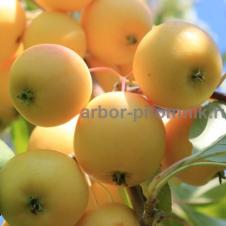 Саженцы яблони из питомника, с доставкой и посадкой по низкой цене на itebe.ru [3]