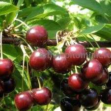 Плодовые деревья и плодовые крупномеры (большемеры) взрослые деревья из питомника на itebe.ru [2]