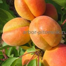 Плодовые деревья и плодовые крупномеры (большемеры) взрослые деревья из питомника на itebe.ru [3]