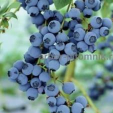 Саженцы и крупномеры голубики купить в Москве и Подмосковье с посадкой на itebe.ru [2]