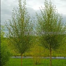 Крупномеры в Москве и Подмосковье с доставкой и посадкой на itebe.ru [2]