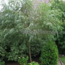 Крупномеры в Москве и Подмосковье с доставкой и посадкой на itebe.ru [3]