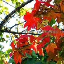 Крупномеры в Москве и Подмосковье с доставкой и посадкой на itebe.ru [2]