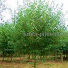 Крупномеры в Москве и Подмосковье с доставкой и посадкой на itebe.ru [3]