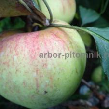 Саженцы яблони из питомника, с доставкой и посадкой по низкой цене на itebe.ru [2]