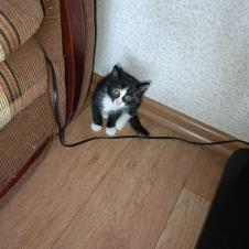  Беспородная на itebe.ru [3]