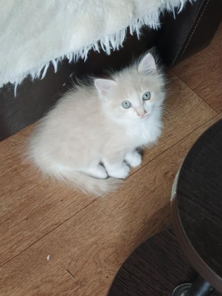  Беспородная