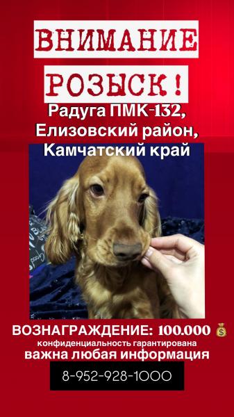 Английский кокер-спаниель