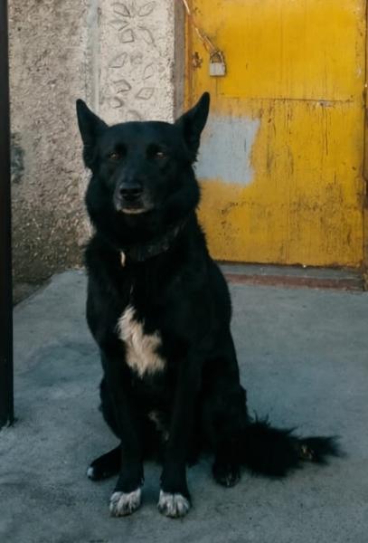  Гибрид известных пород