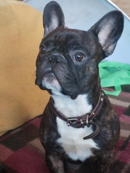 Французский бульдог